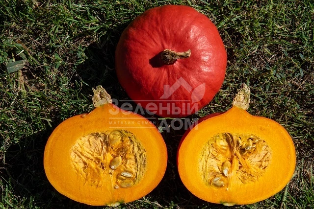 Кенжи Кури F1 / Kenji Kuri F1 фото 2