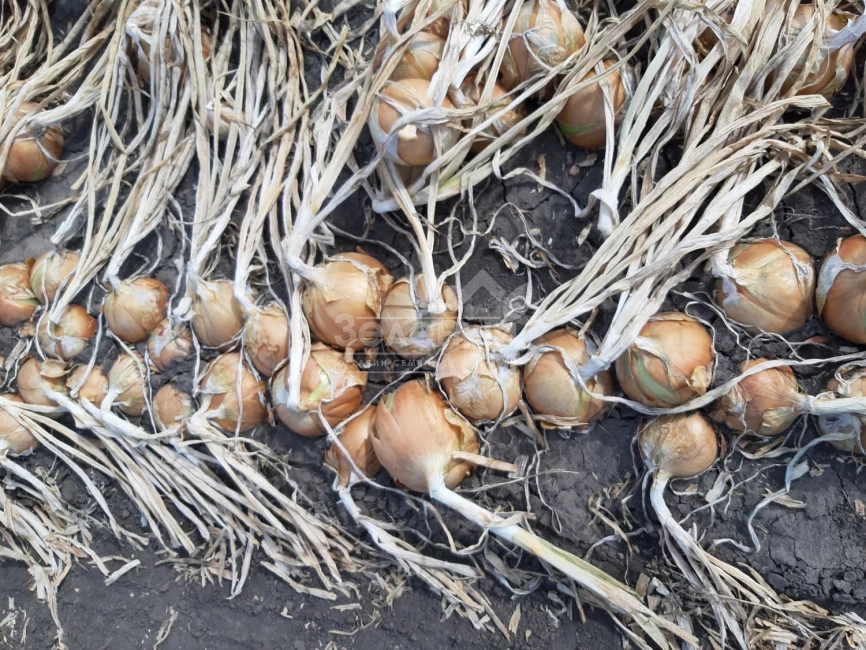 Джела F1 / Dzhela F1, 100-110 дней фото 2