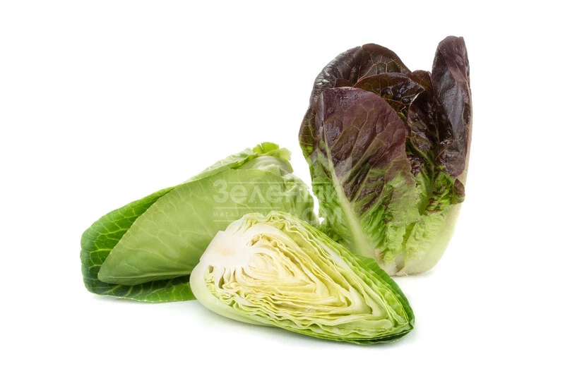 Алайн / Alaine фото 2