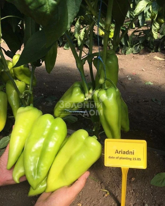 Ариадни F1 / Ariadni F1,65-70 дней фото 5