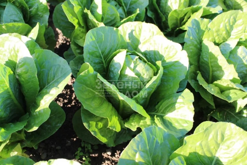 Яра / Jara фото 2