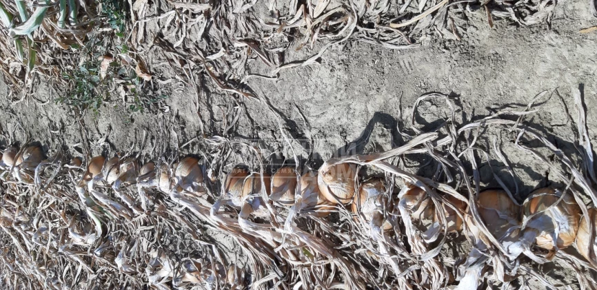 Отаман F1 / Otaman F1, 105-110 дней фото 3