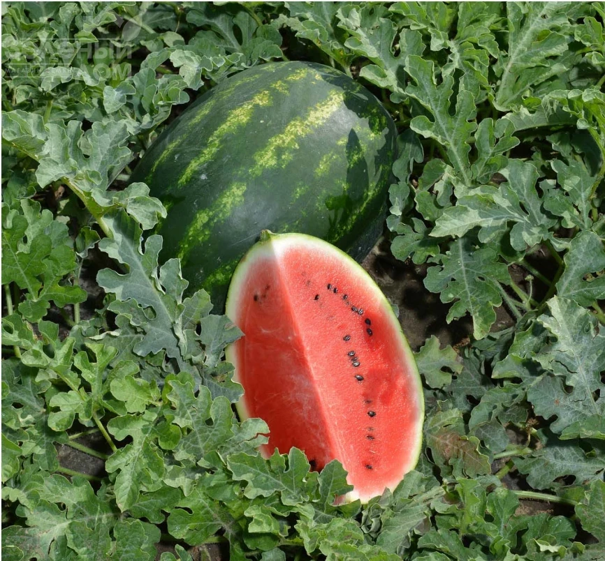 Леджио F1 / Legio F1 фото 3