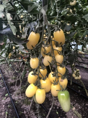 Смарт F1 / Smart F1, 95 дней  фото 1