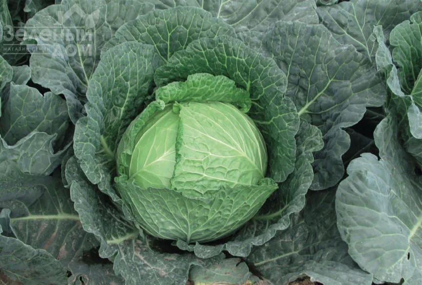 Савой Кинг F1 / Savoy King F1, 85-90 дней фото 2