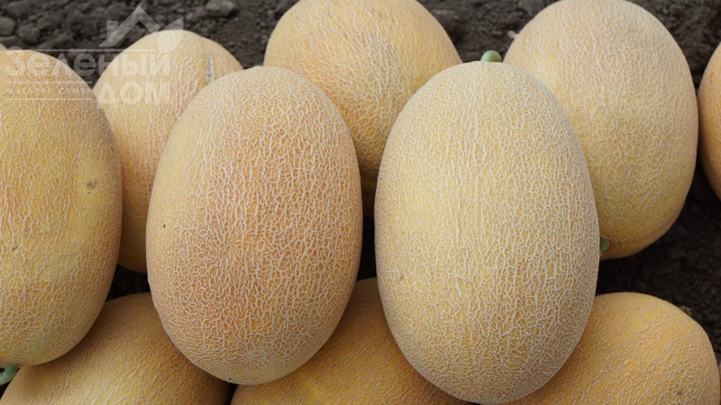 Мазін F1 / Mazin F1,60 днів фото 4