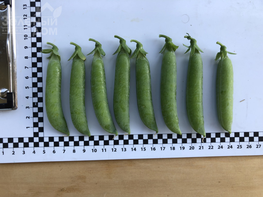 Мегасайз / Megasayz, 55-60 днів фото 3