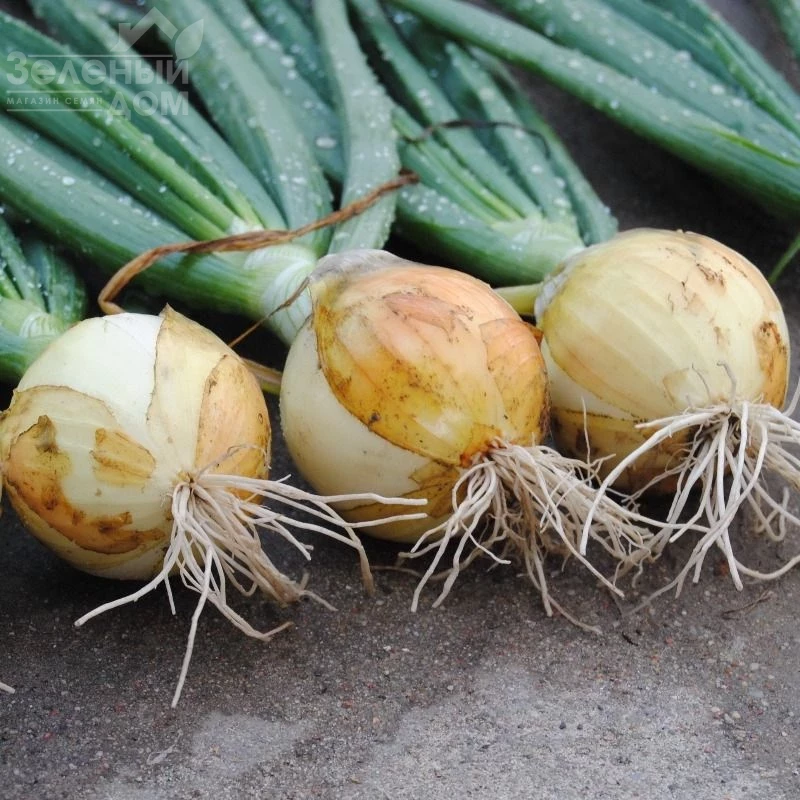 Сеншуй Еллоу / Senshyu Yellow фото 1