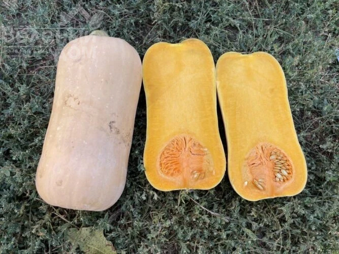 Баррель F1 / Barrel F1, 95 дней фото 1