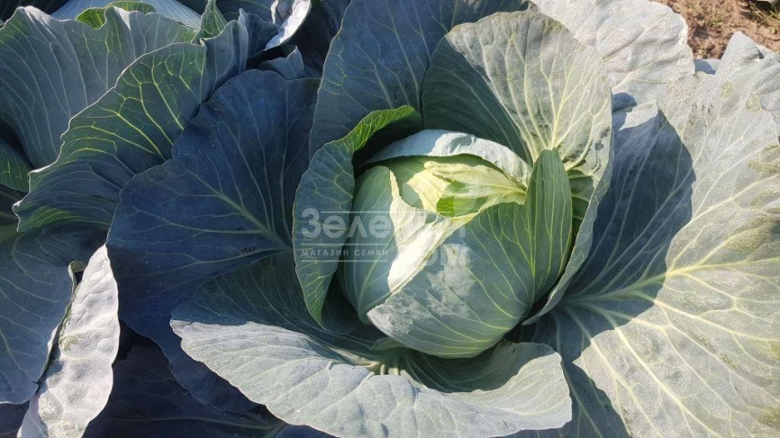 Колин F1 / Colin F1, 118-120 дней фото 1