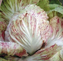 Луция / Lucia, 60 дней фото 1