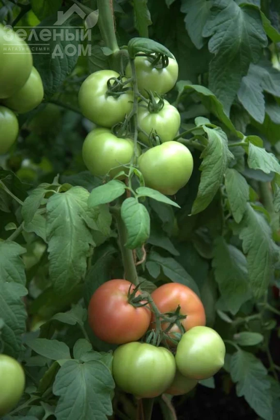 Санрайз F1 / Sunrise F1 фото 1