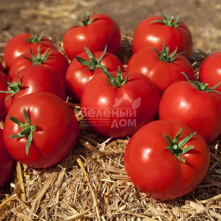 Ками (КС 898) F1 / Kami (KS 898) F1,97-105 дней фото 2