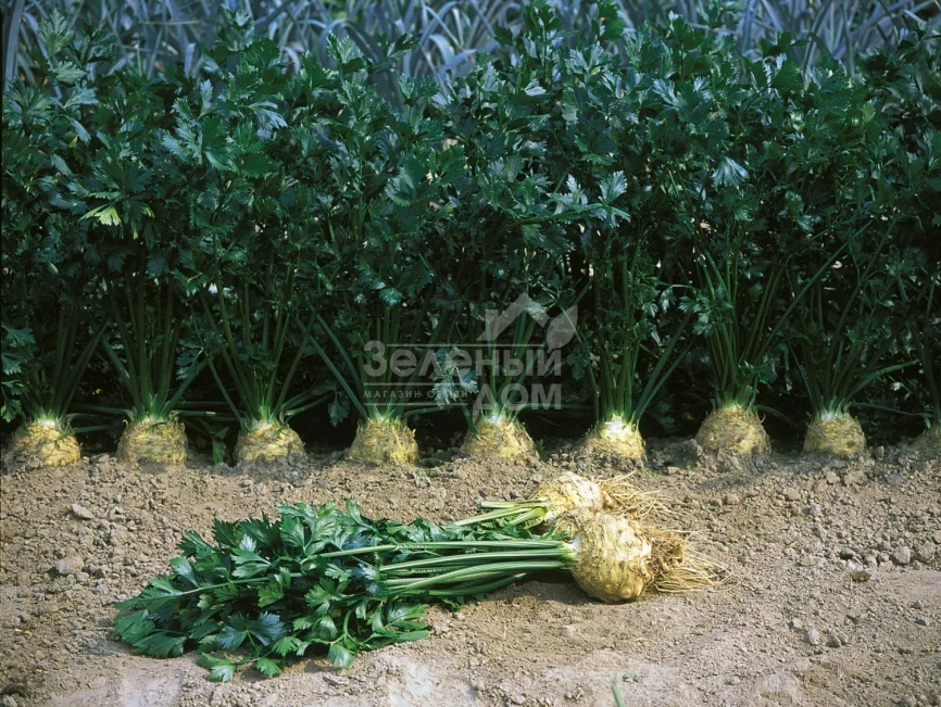 Илона / Ilona,140 дней фото 1