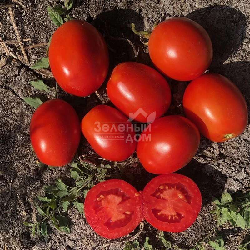 5108 F1 / 5108 F1,95-100 дней фото 4