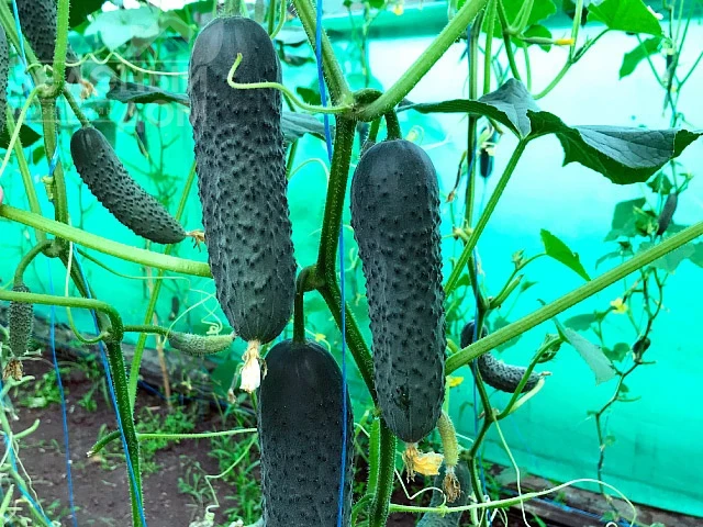 Георг F1 / Georg F1 фото 2