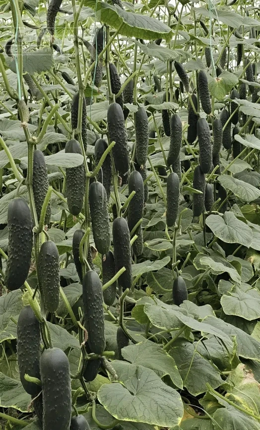 Алпагу F1 / Alpagu F1 фото 1