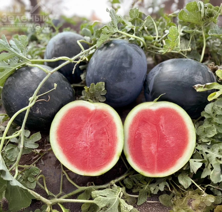 Стелс F1 / Stealth F1, 63–65 дней фото 1