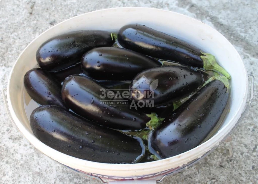 Честер F1 / Chester F1,65-75 дней фото 3