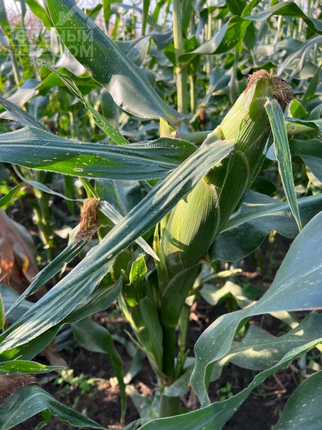 Рози F1 / Rozi F1, 73-74 дня фото 5