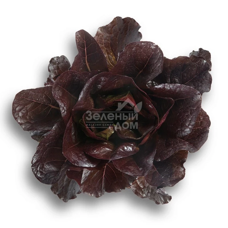 Туринус / Thurinus фото 1