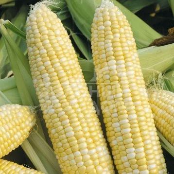 Рамондиа F1 / Ramondia F1,65-70 дней фото 1