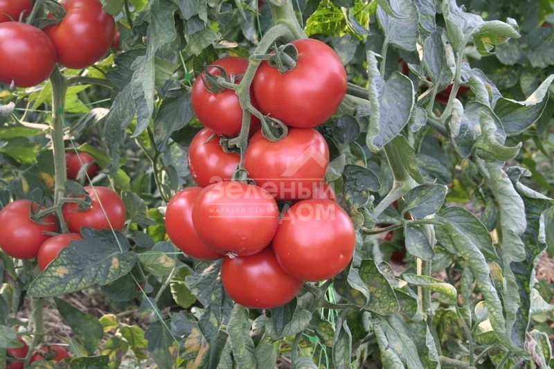 Абелус F1 / Abellus F1,105-110 дней фото 1