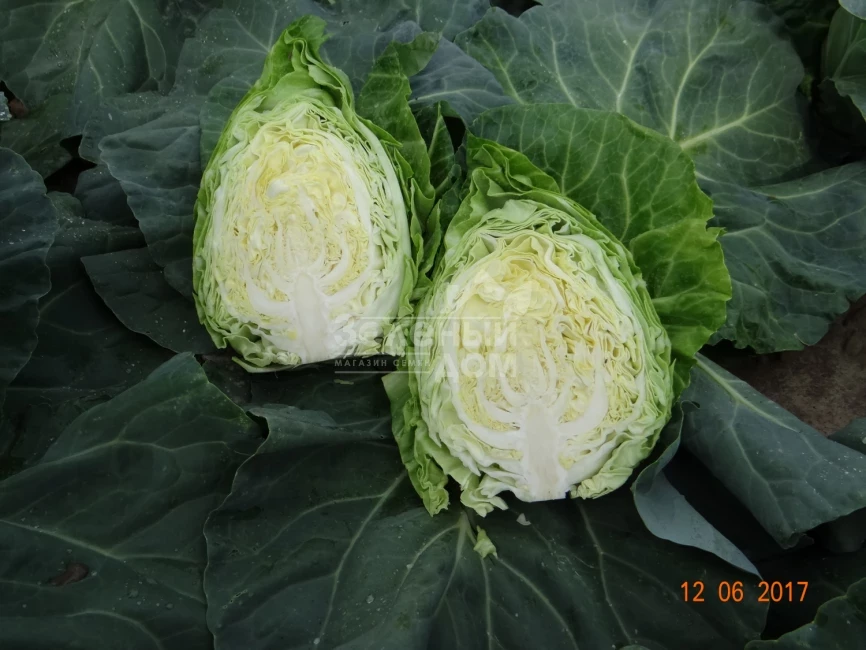 Пилон F1 / Pylon F1,51-57 дней фото 2