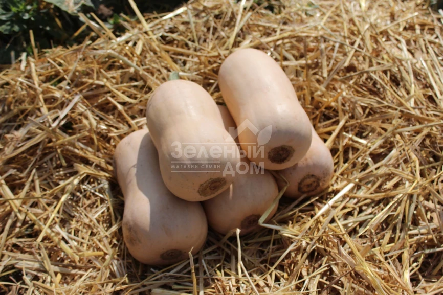 Плуто F1 / Pluto F1,85-100 дней фото 1