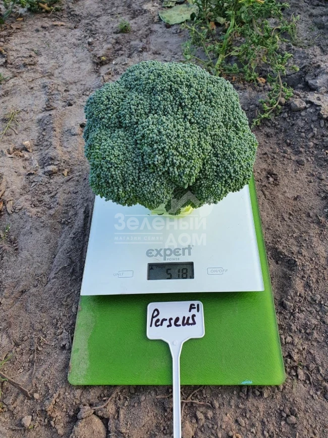 Персеус F1 / Perseus F1, 70-80 дней фото 1