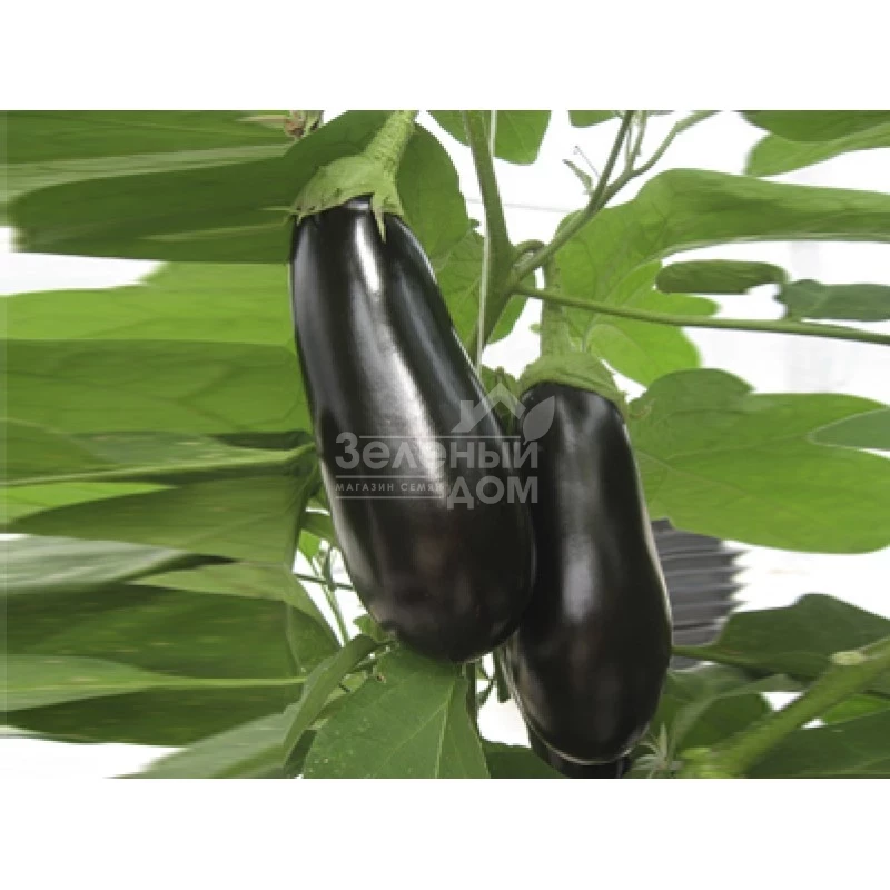 Мадалена F1 / Madalena F1,90-105 дней фото 2