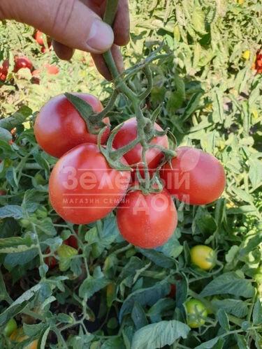 9969 F1 / 9969 F1, 105 дней фото 2