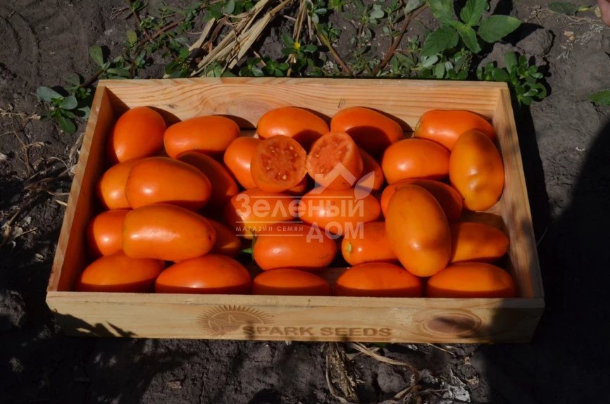 Оранж Плам F1 / Orange Plam,100 дней фото 3