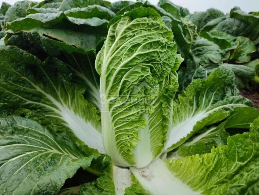 ЖС 4042 F1 / JS 4042 F1 фото 1