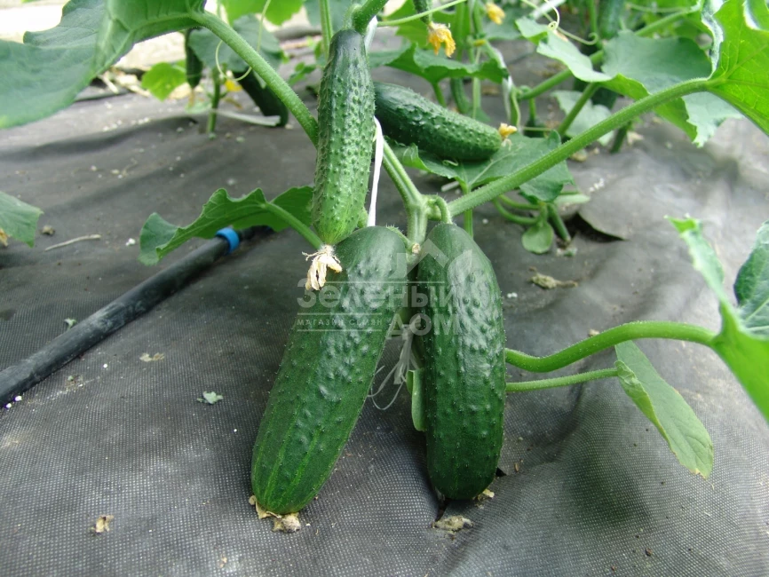 Толстой F1 / Tolstoj F1 фото 1