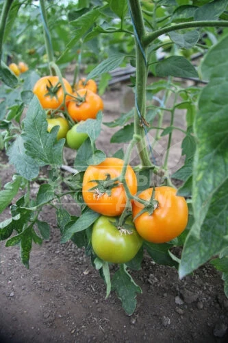 Еллоу Пешен F1 / Yellow Passion F1,100 дней фото 3