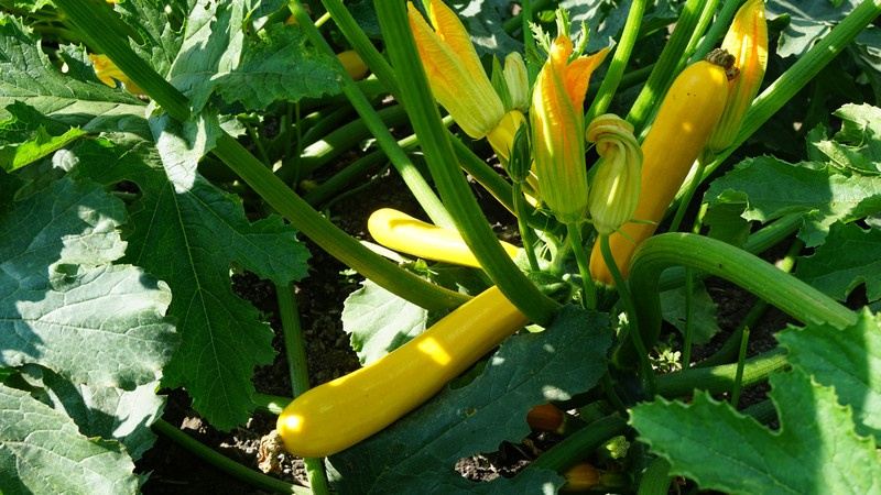 Санлайт F1 / Sunlight F1,40-45 днів фото 2