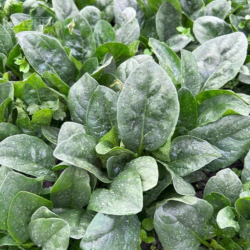 Самурай F1 / Samurai F1 фото 3