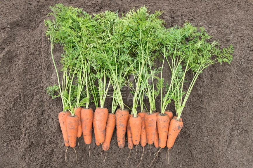 Кесена F1 / Cesena F1,100-105 дней фото 1