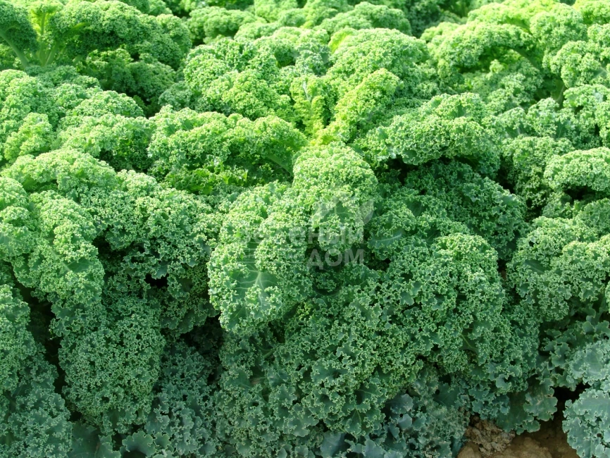 Кадет / Kadet,120 дней фото 1