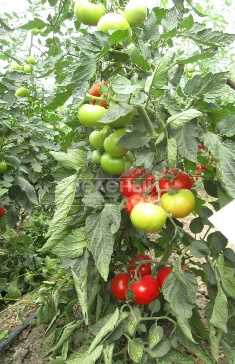 Нарита F1 / Narita F1 фото 2