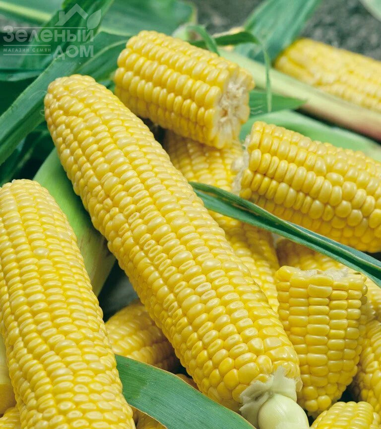 Лумінокс F1 / Luminox F1,65-70 днів фото 1