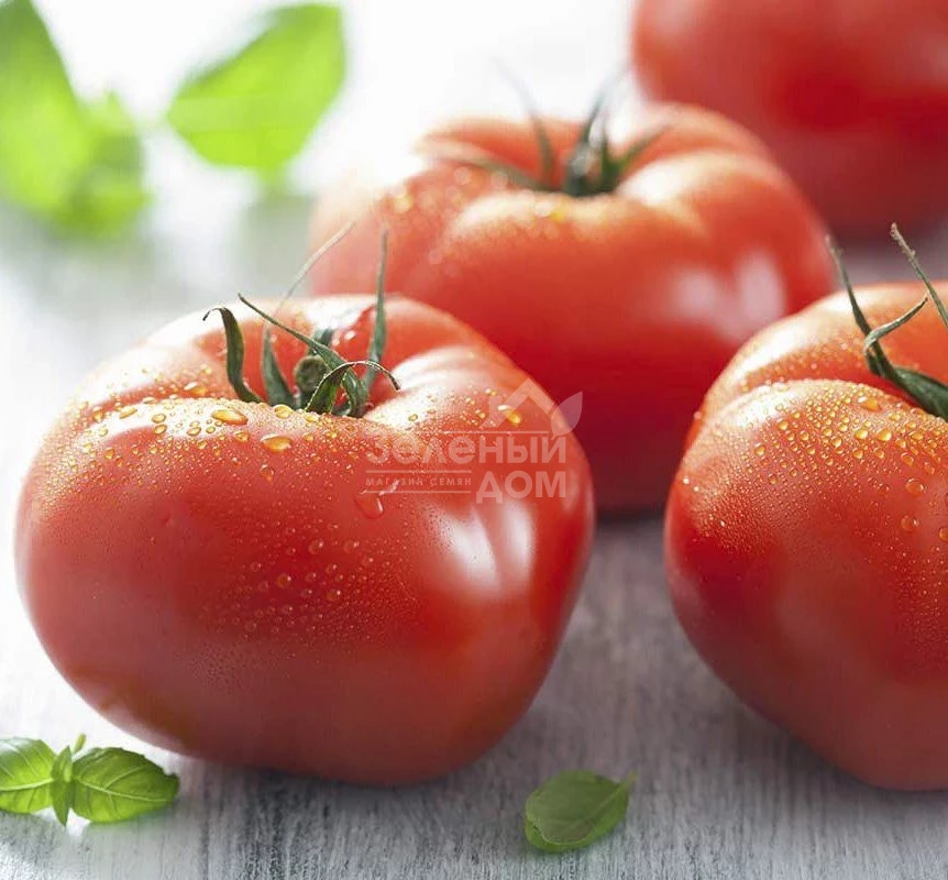 Уракан F1 / Urakan F1,75-80 дней фото 1