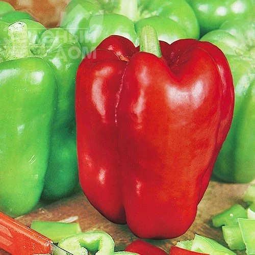 Ожаровський / Ozharoskiy, 105-115 дней фото 1