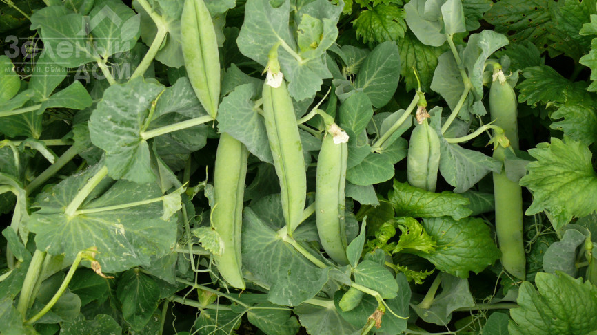 Мегасайз / Megasayz, 55-60 днів фото 1