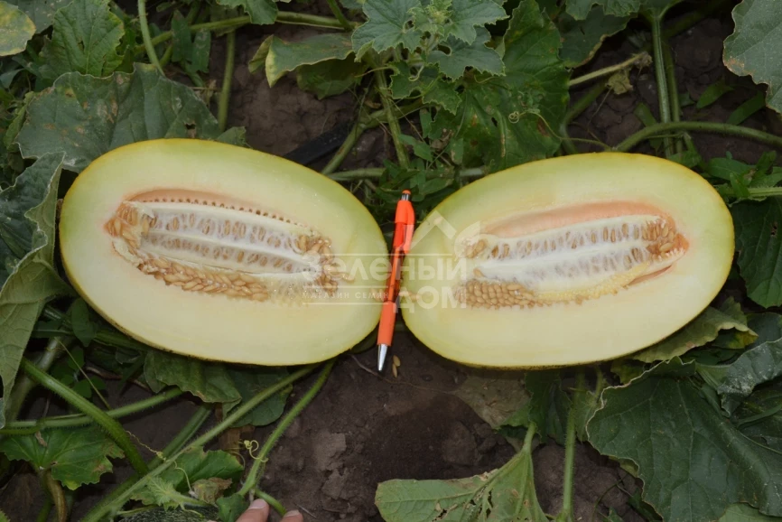 Каролина (ТС 18-0450) F1 / Karolina (TS 18-0450) F1 фото 2