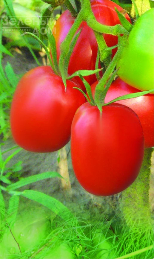 Новинка Приднестровья / Novinka Prydnestrovia фото 1