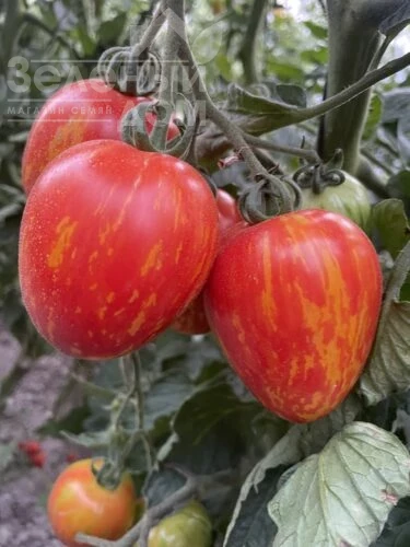 Филадельфия F1 / Philadelfia F1, 95 дней фото 1