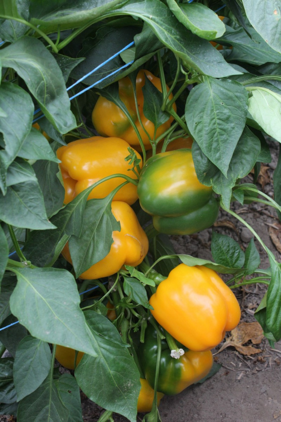 Соланор F1 / Solanor F1,70 днів фото 1