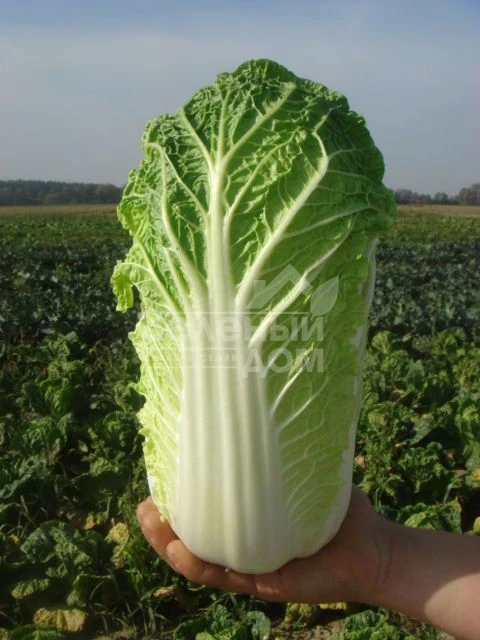 Витимо F1 / Vitimo F1,50-65 дней фото 1